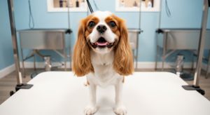 Dog Groomer