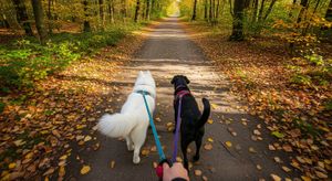 Dog Walker